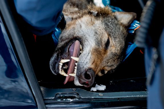 Sår tvil om regjeringen har lov til å felle tre ulveflokker – kan ende med søksmål