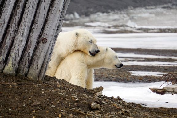 Instruksen er klar: Isbjørn som kommer nær stasjonen, må skremmes vekk. Men ingen hadde hjerte til å forstyrre. 