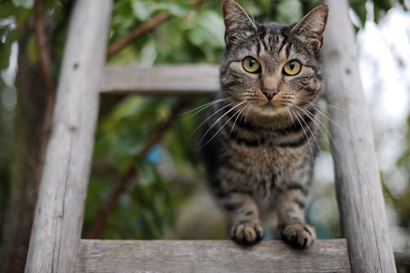 Australia vil avlive to millioner katter med giftige pølser