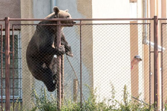 Bjørner skaper frykt i Transylvania. Tre dødsfall på en drøy måned.