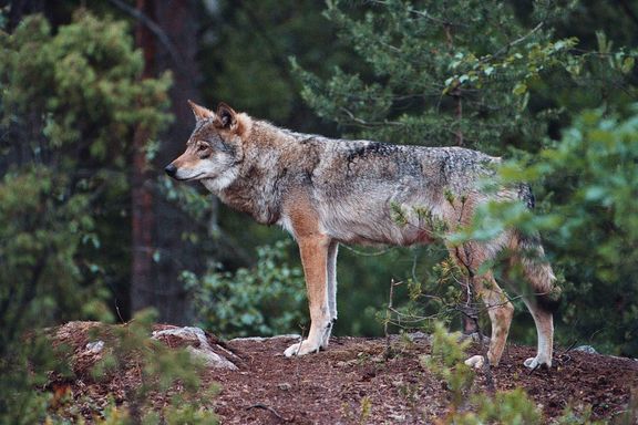 Fem ulver utenfor Akershus og Hedmark skal avlives før april 2017