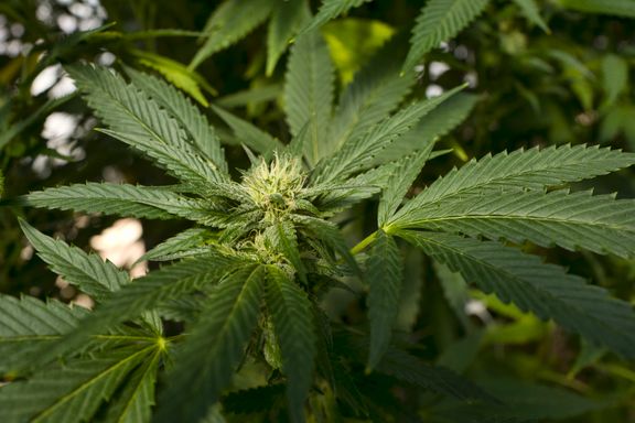Flere prøver cannabis i Canada etter legalisering