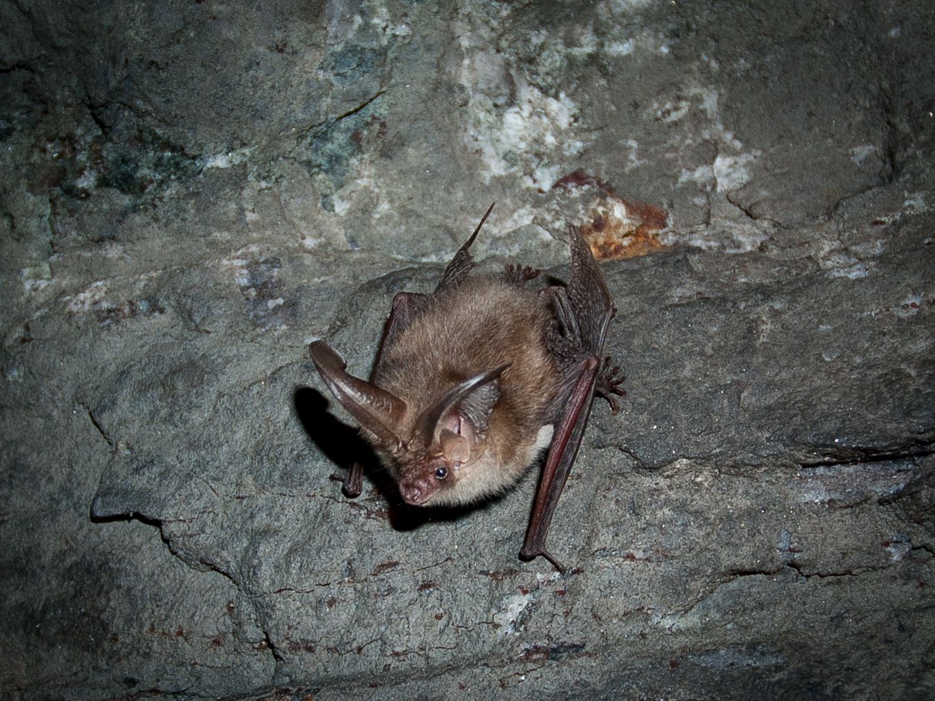 Flaggermusarten brunlangøre.