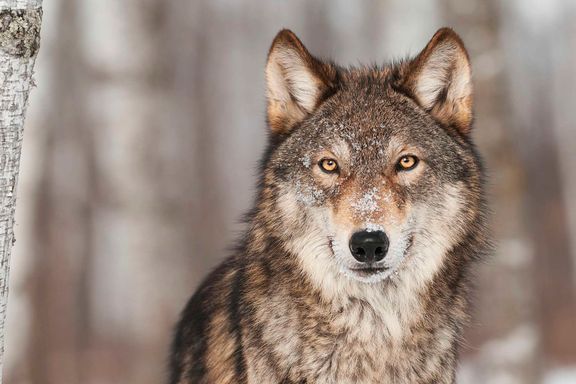 Dommen har falt: 47 ulv skal skyte