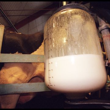 Flått-virus oppdaget i melk fra norske bondegårder 