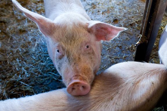 Rekordstor overproduksjon av svinekjøtt i Norge