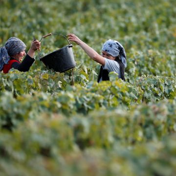 Koronakrisen påvirker alt. Nå kommer vin til å bli dyrere. 