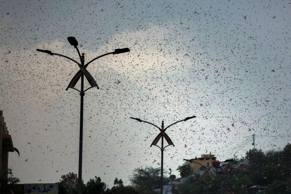 India hardt rammet av gresshopper, ekstremvarme og korona
