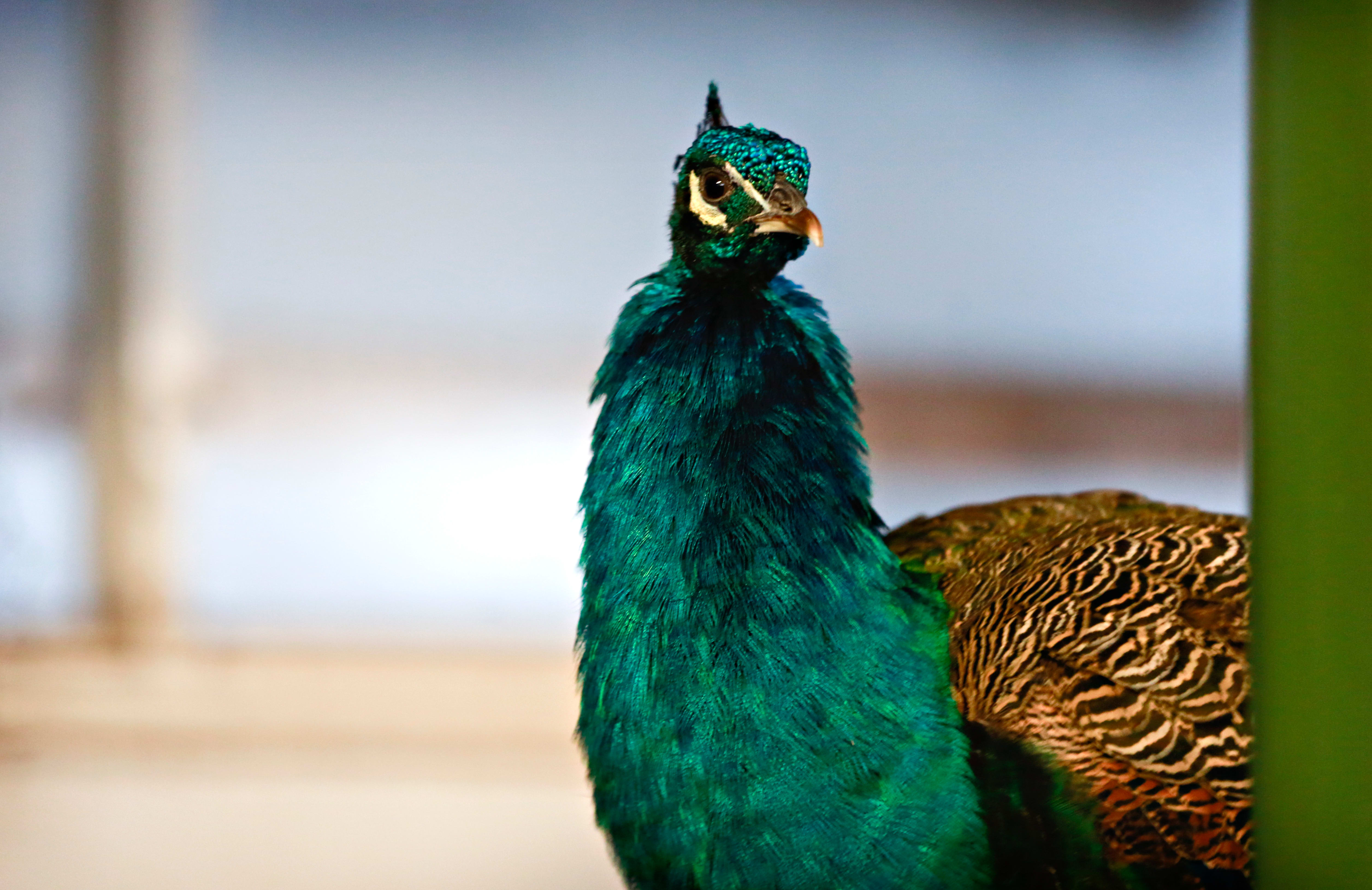 Her kan du leke og spise med barna i vinterferien