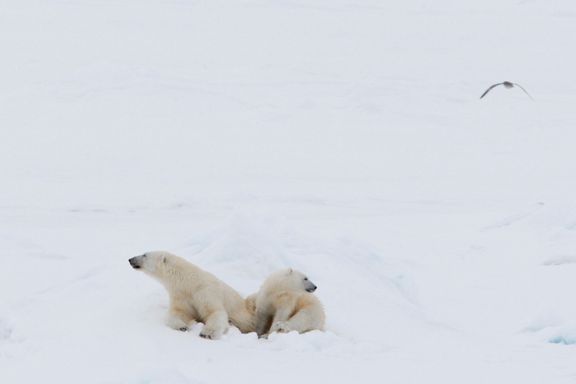 Svalbard: Driver isbjørnfamilie bort fra befolkningen i Longyearbyen