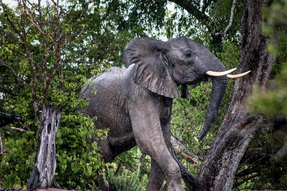 Elefantene risikerer å dø ut på grunn av krypskyting. Nå møter de en ny og uventet trussel.