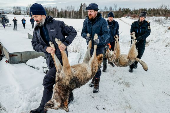 Norge er forpliktet til å ta vare på truede dyrearter.  Derfor kan staten likevel skyte ulv. 