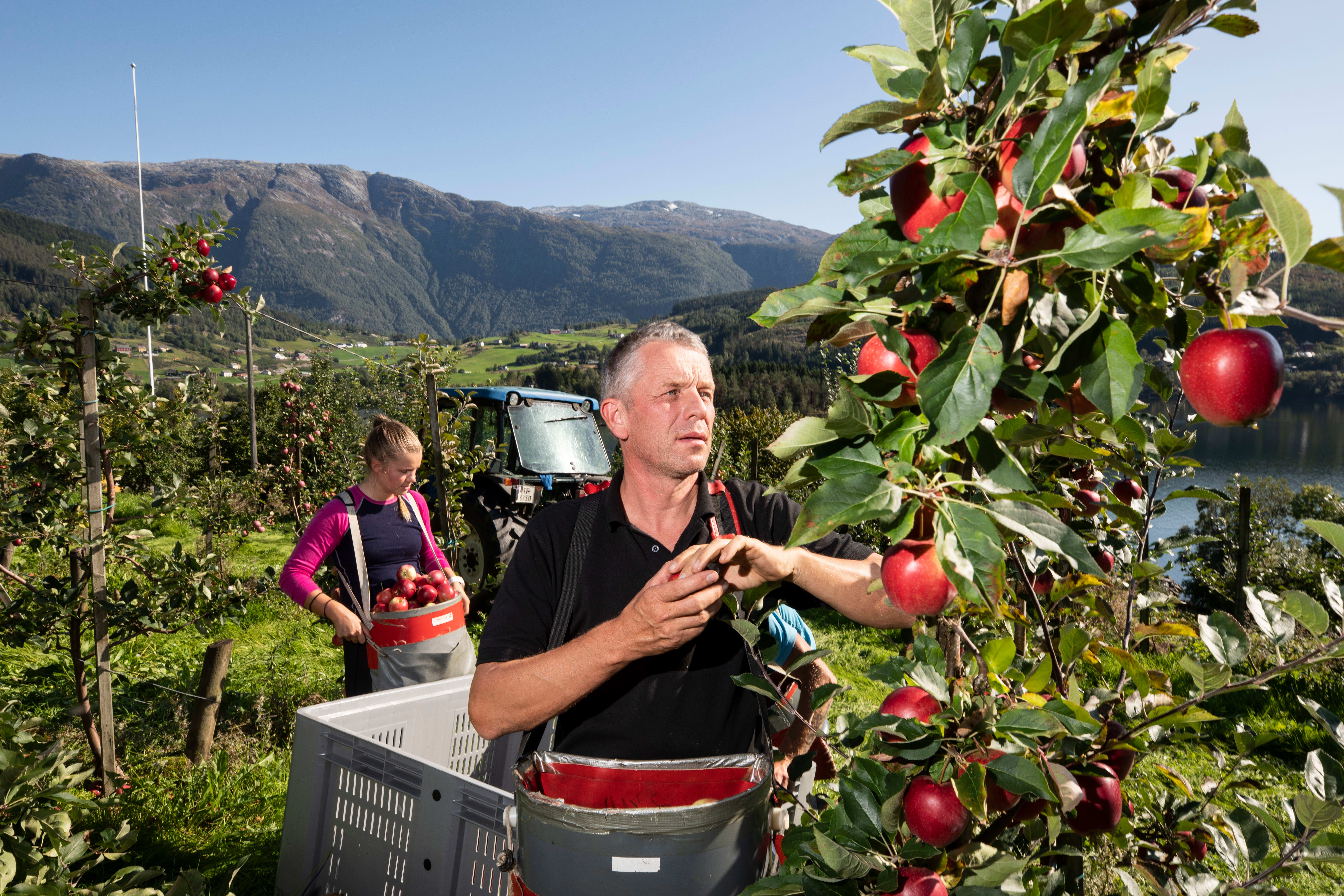 Hardanger-sideren Vestmann er blant anbefalingene. Aftenposten besøkte bøndene Hans og Guro Uglenes i 2018. 