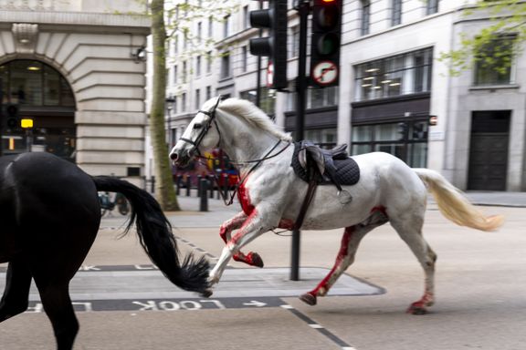 Blodige, løpske hester på rømmen i London