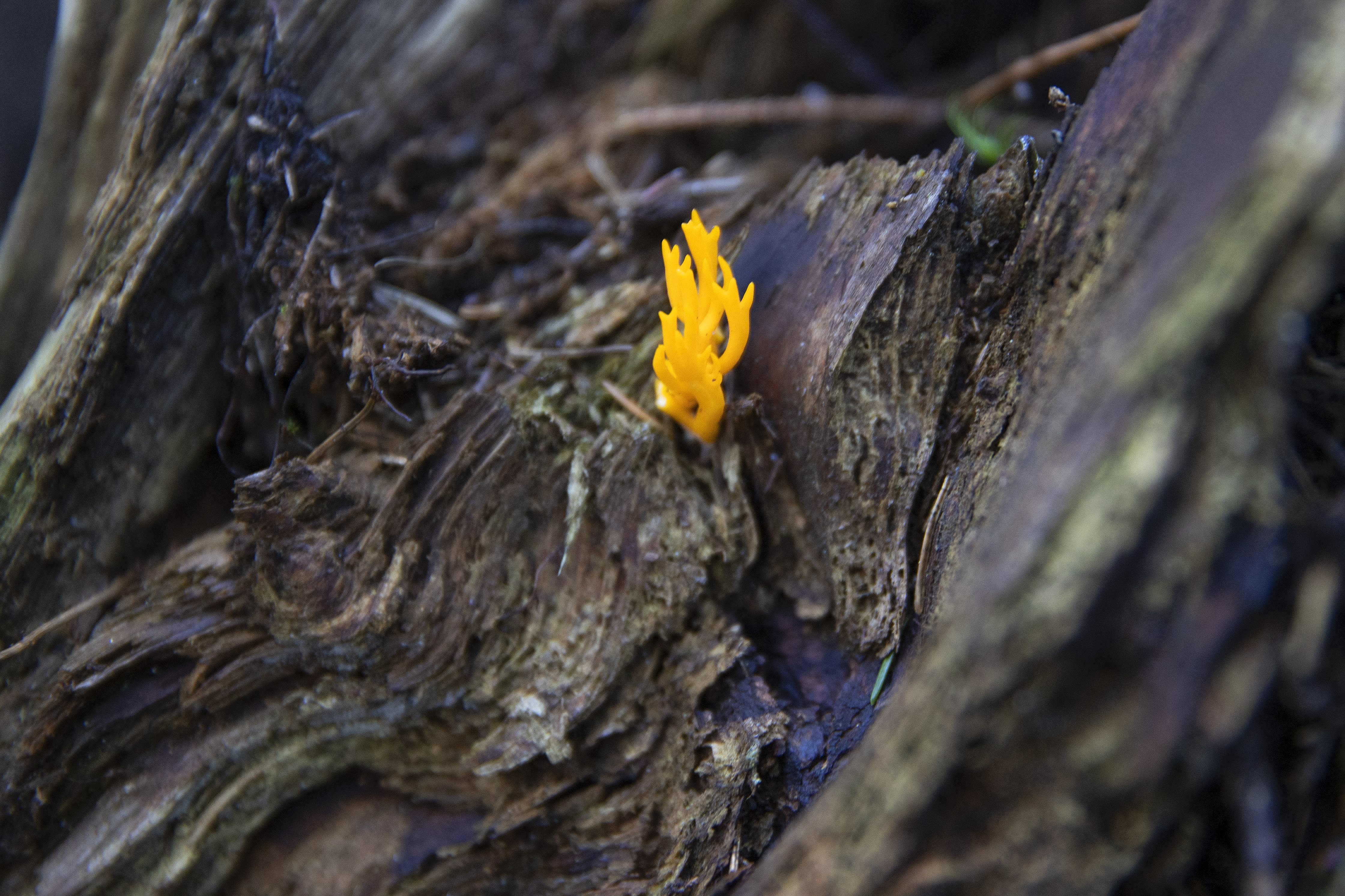 Korallsopp smaker litt tre og er nokså bitter. Likevel skal den være god i matretter som asiatisk roman, sier Ravneberg