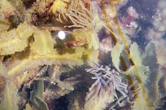 Sviende sjøanemone funnet i Hordaland – kan gi brannskader og stygge sår
