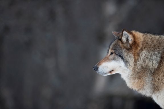 Rovviltnemnder på Østlandet åpner for felling av 36 ulver