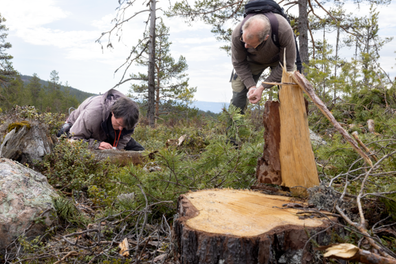 Det hugges intenst i Norges eldste skoger. De er borte for alltid.