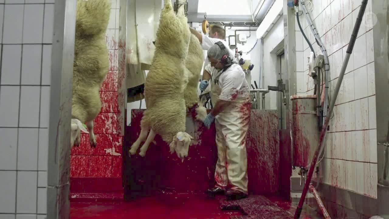 Norturas Slaktemetode Er Na Godkjent Som Halal