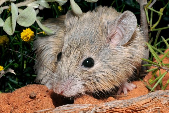 Utryddet mus oppdaget på australsk øy