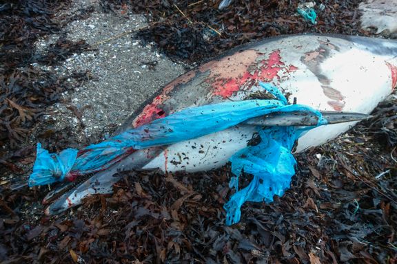Fant død delfin viklet inn i plast og tau på Nesodden