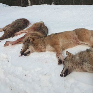 Jakten stanses midlertidig i ulvesonen – trolig nye forhandlinger før jaktslutt