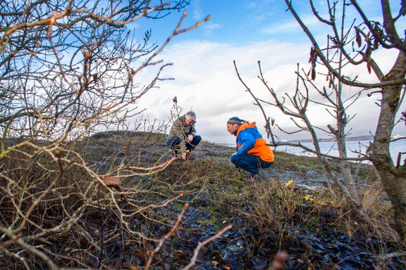 Hageplanter angriper truede arter. Fiendene står i kø i Oslofjorden. 