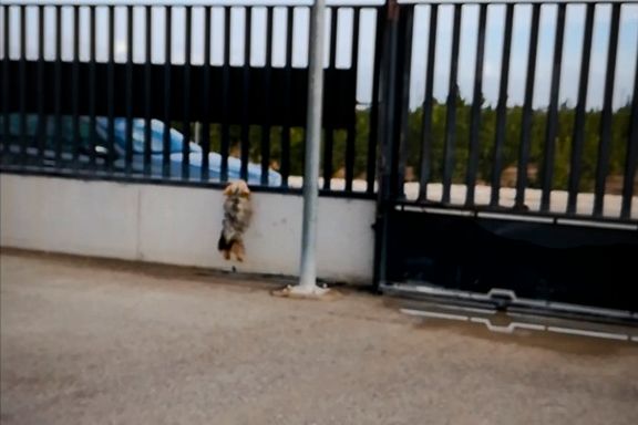 Her kaster han hunden sin over gjerdet. Nå venter den spanske gatehunden på nytt hjem i Europa. 