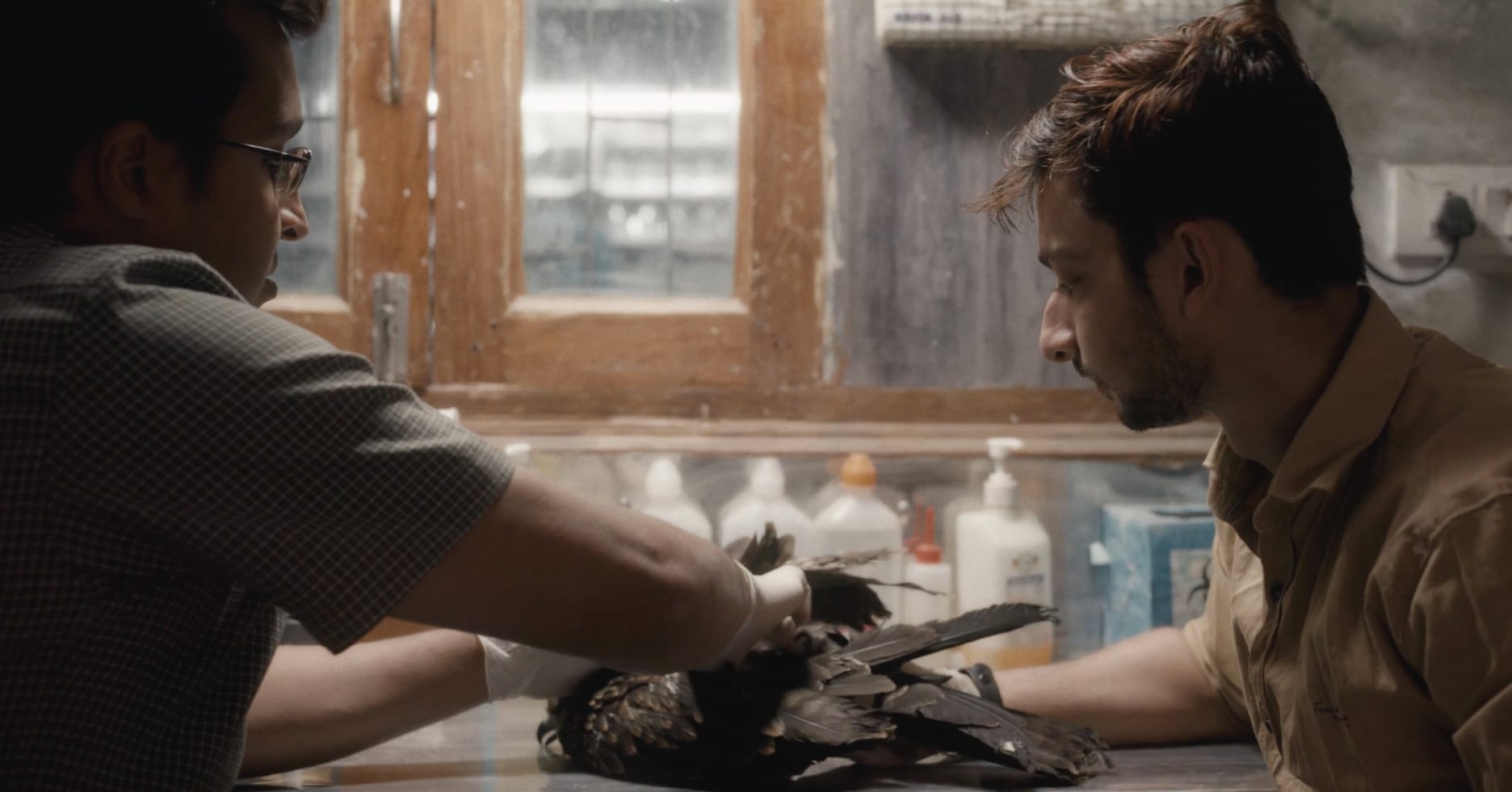 Mohammad Saud og Salik Rehman prøver å hjelpe en glente.