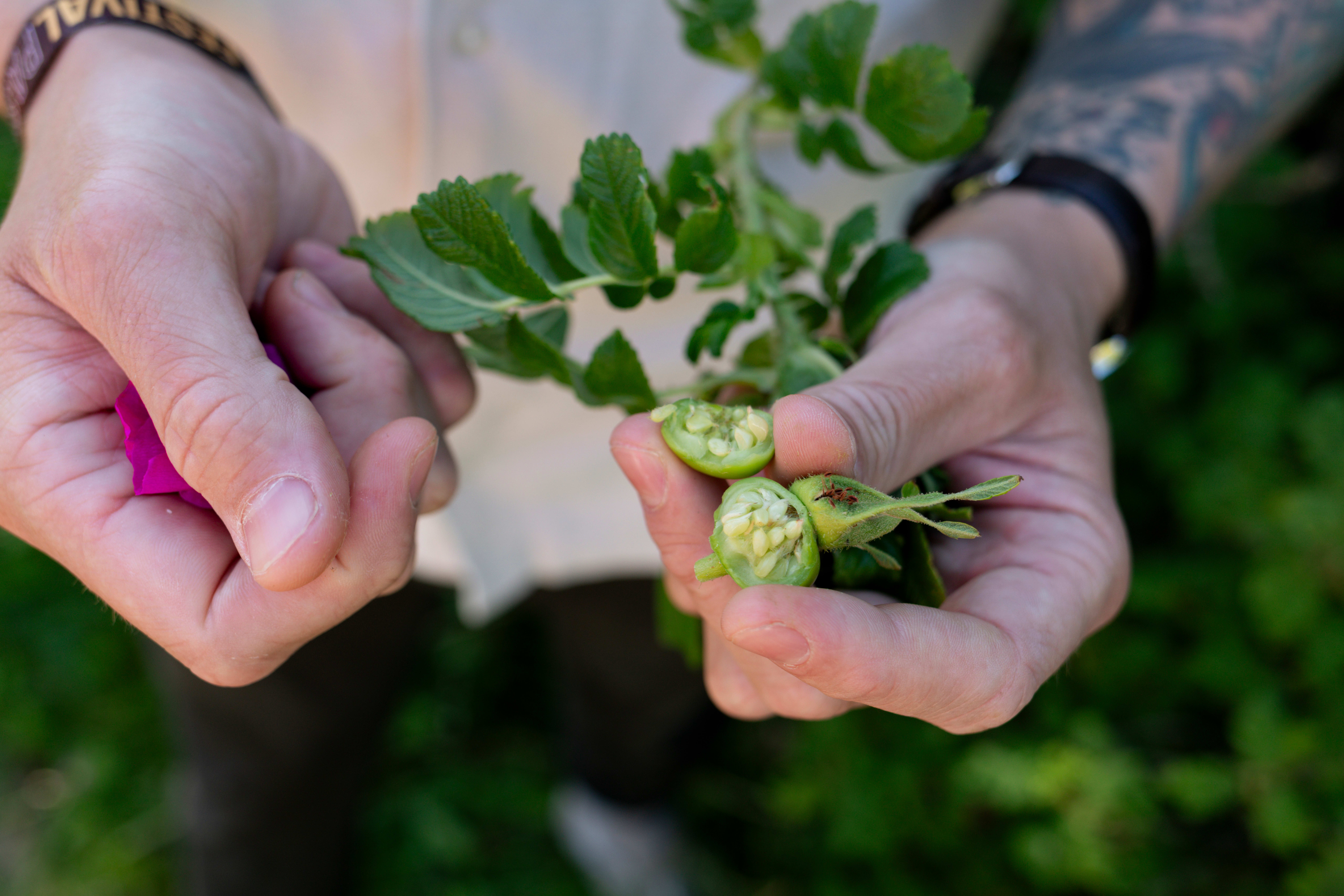 Nypene modner i juli, da blir de oransjerøde. 