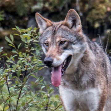 Regjeringen stemte for Aps ulveforslag - kan bli lettere å skyte ulv