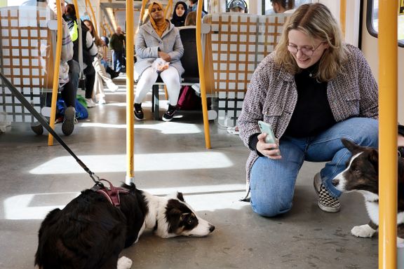 Hun legger ut bilder av hunder på kollektivtransport. Og følgerne strømmer til. 