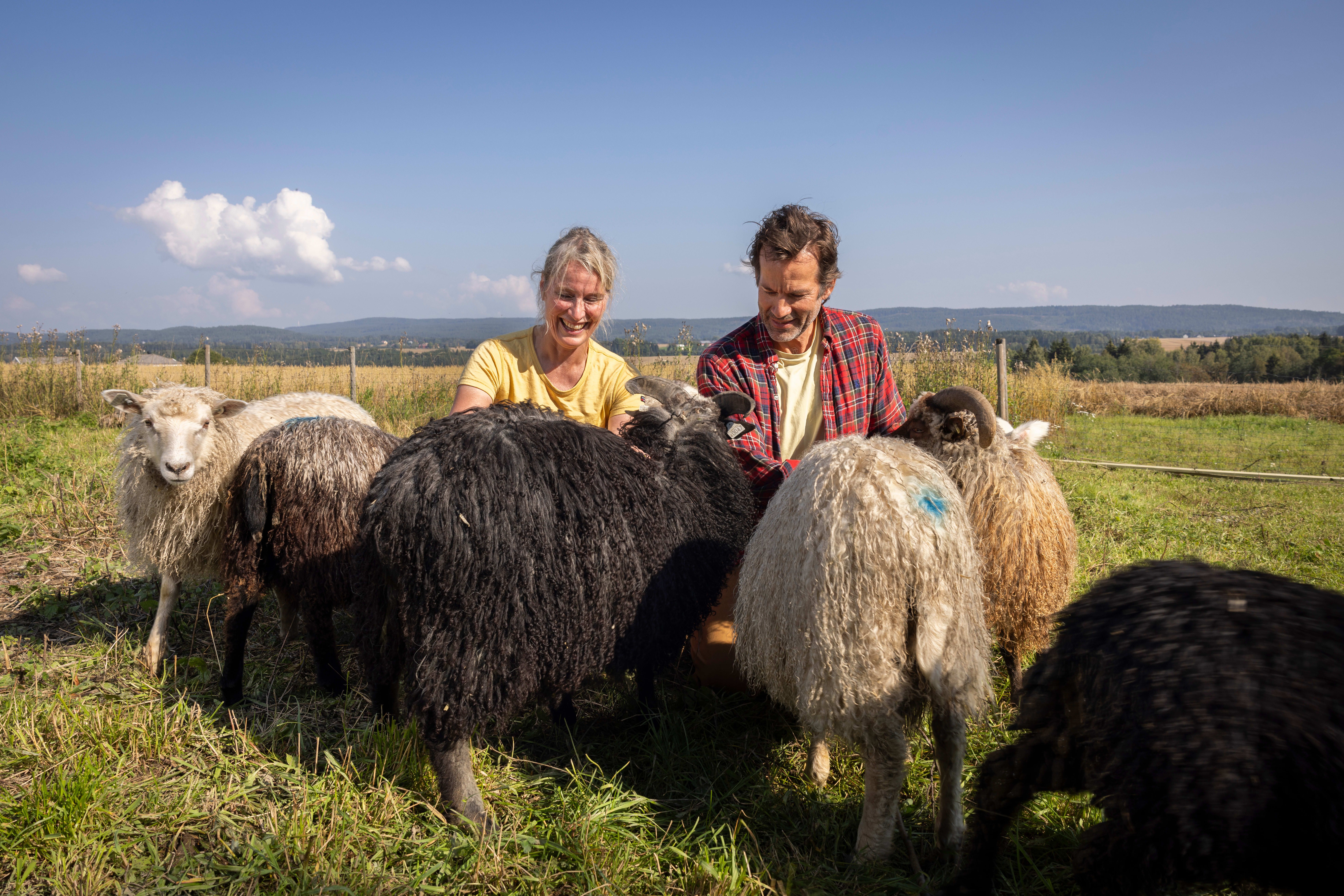 Spelsauene og geitene ankommer gården. Jon Almaas og Ellen Christin Heider er velkomstkomité.