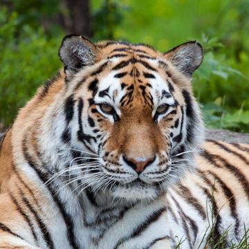 New York: Tiger ble smittet med korona av dyrepasseren. Kattedyret begynte å tørrhoste.