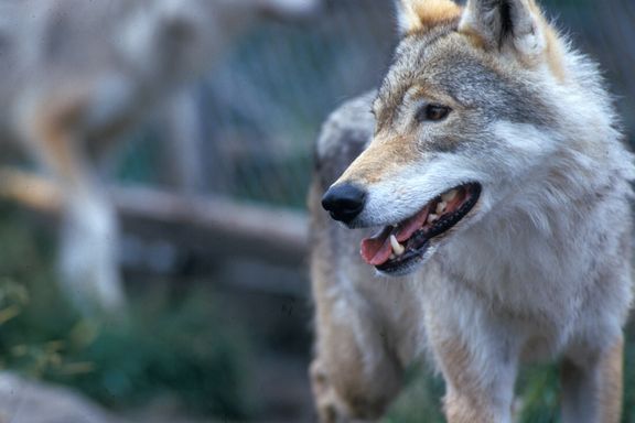 Helgesen: Regjeringen starter radiomerking av ulv i ulvesonen