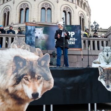 Tusenvis samlet til ulvemarkeringer i flere byer 