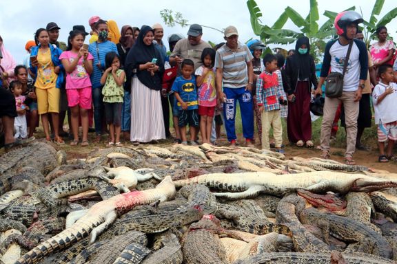  292 krokodiller slaktet i Indonesia. Motiv: hevn 