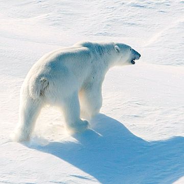 Ny studie: Isbjørnen kan være utryddet innen 2100