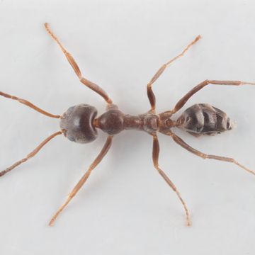 Den argentinske mauren kan bli en katastrofe for norsk natur. Den får hjelp av hageeiere.