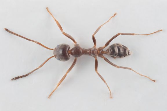 Den argentinske mauren kan bli en katastrofe for norsk natur. Den får hjelp av hageeiere.