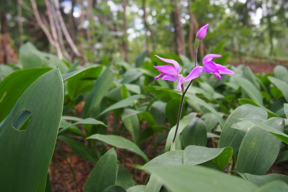 Denne sjeldne orkideen kan stanse omstridt boligprosjekt. ESA sjekker om norske kommuner tar naturvern alvorlig nok.