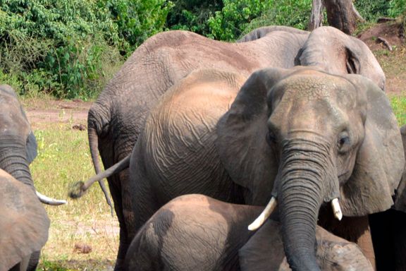90 elefanter funnet døde med avhogde støttenner i Botswana