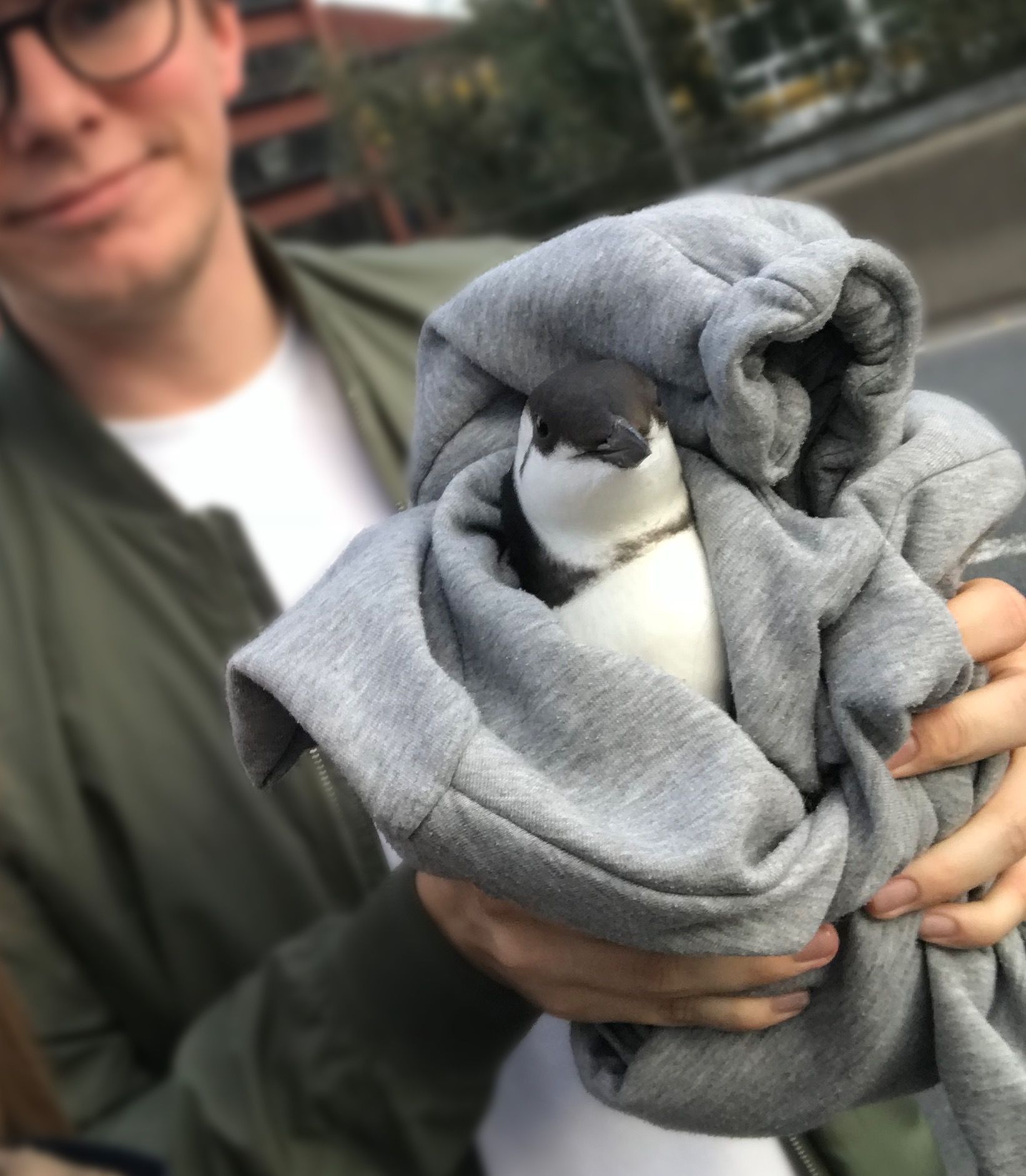 Sterk vind har ført sjeldne sjøfugler til Oslo. Eriks redningsaksjon fikk mange blikk.