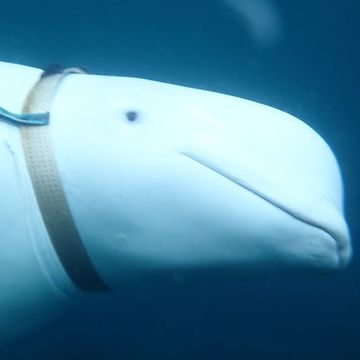 Hvaler og delfiner er minedykkere, spioner og angrepsvåpen i militæret