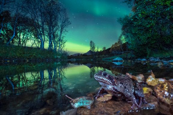 Norske naturbilder til topps i fotokonkurranse 