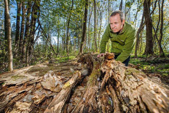 Biolog: – Verneverdig skog hugges, mens millioner brukes på å verne uinteressant skog