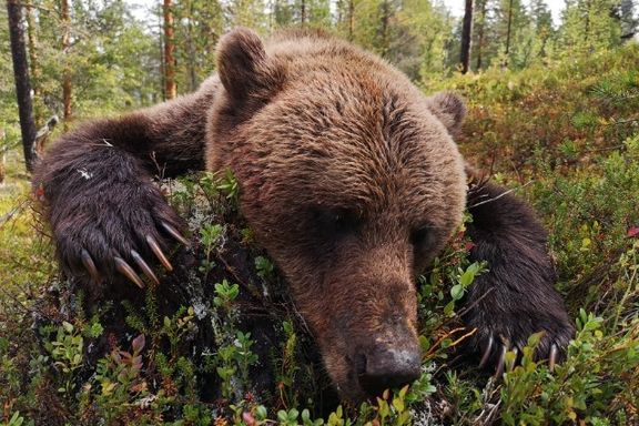 Bjørnebinne med unger skutt under lovlig jakt. Nå må ungene greie seg alene gjennom vinteren.