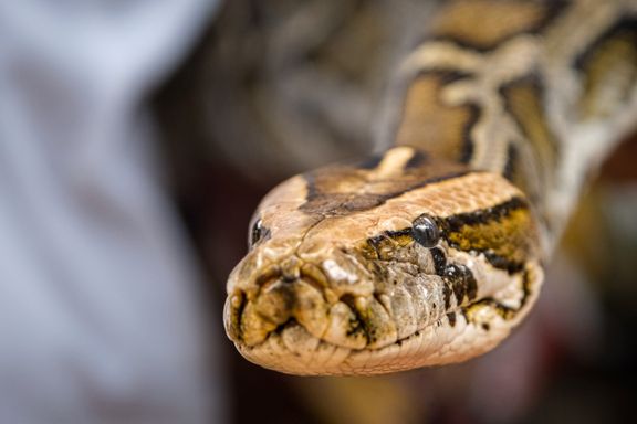 Thailand kryr av giftige slanger. Så hvorfor blir så få drept?