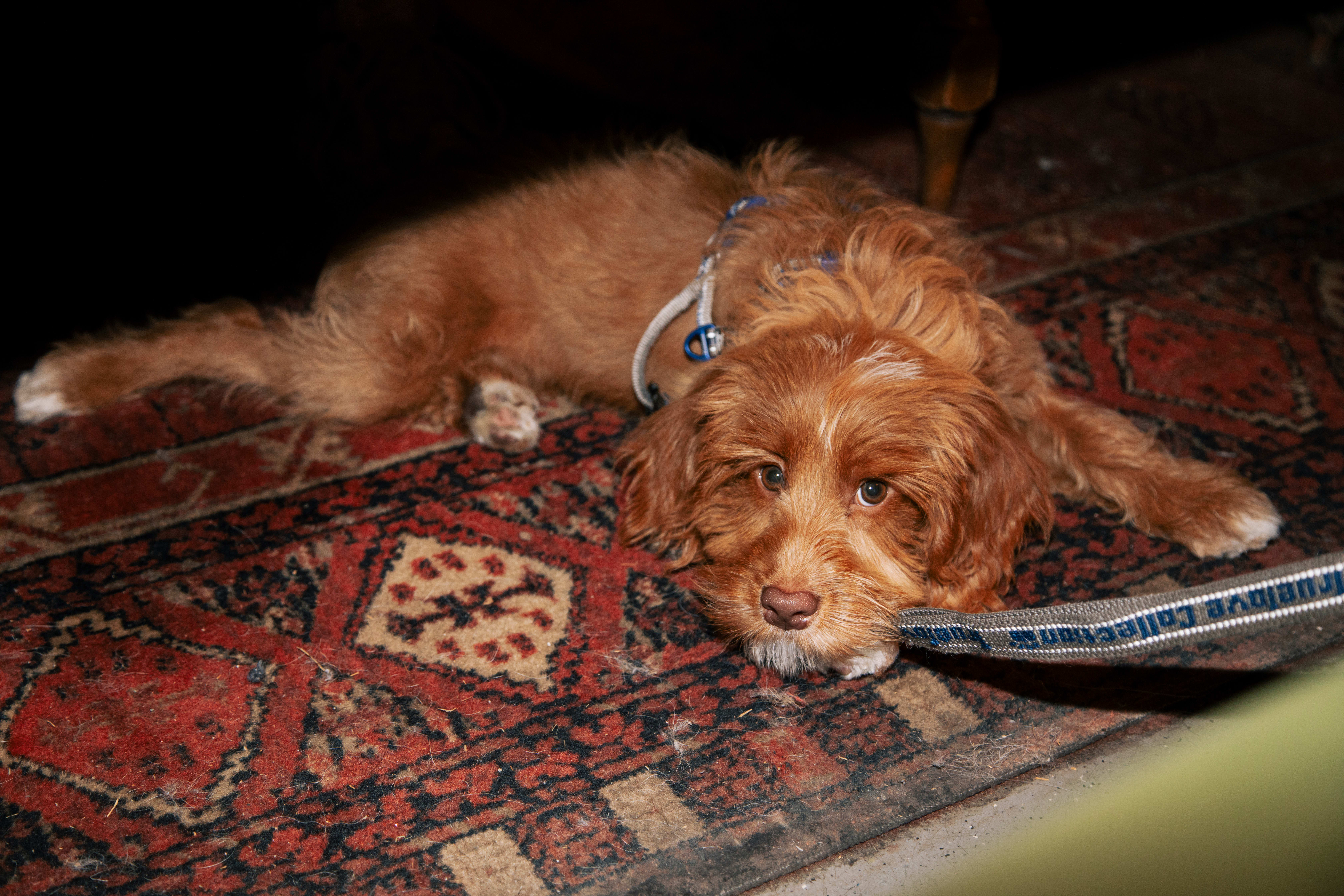 OBS! Denne guiden inneholder masse søte hunder.