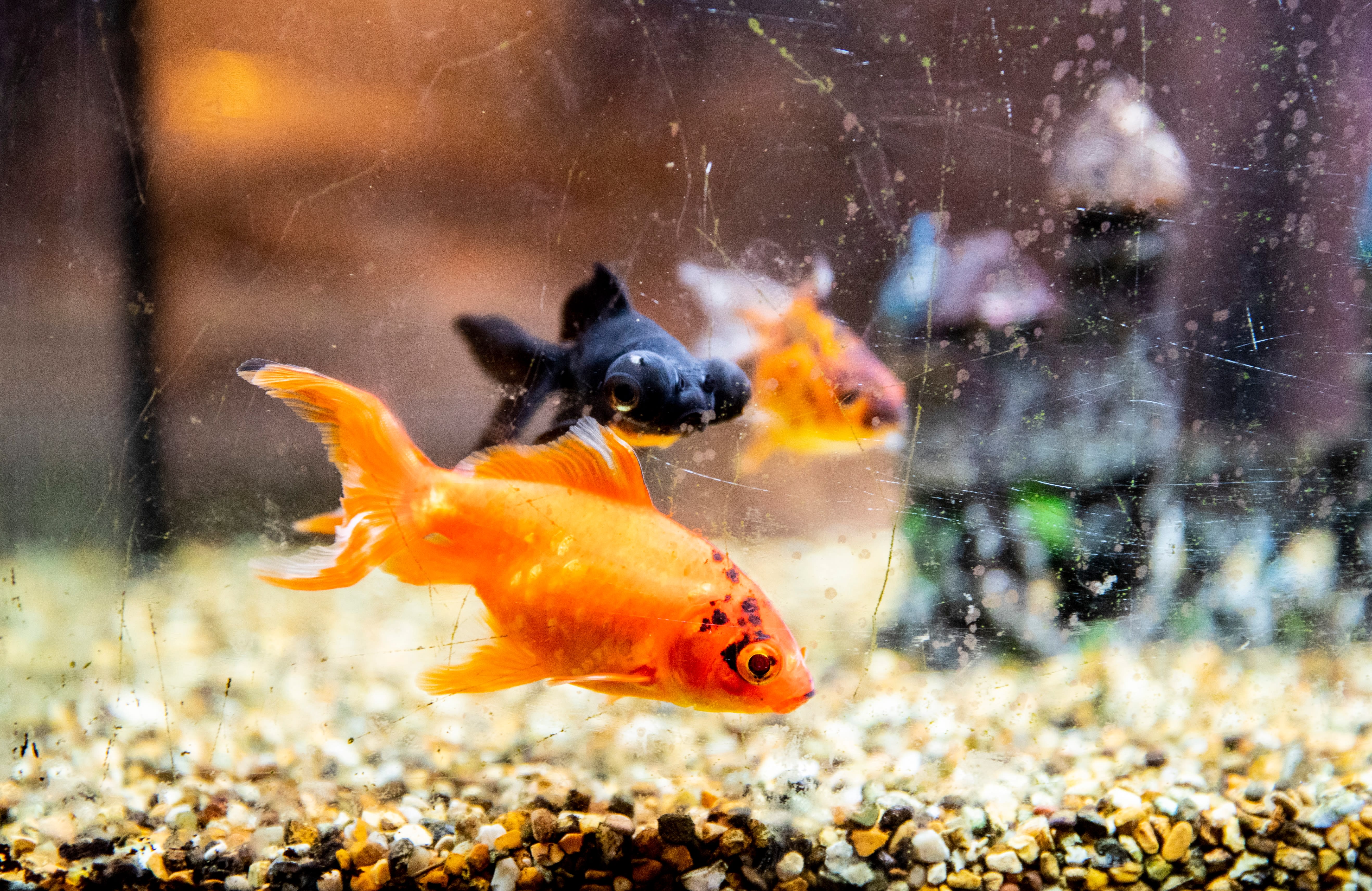 Gullfiskene står ikke på menyen til Thai Orchid ...